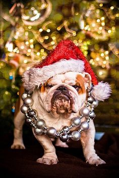 a bulldog wearing a christmas hat and beads