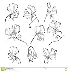 the flowers are drawn by hand on a white background