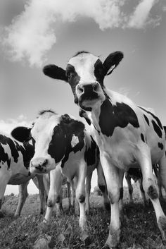 black and white photograph of cows standing on grass with clouds in the sky behind them