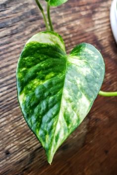 a green heart shaped plant sitting on top of a wooden table next to a cup