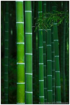 tall green bamboo trees in the forest