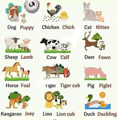 an image of animals and their names in english