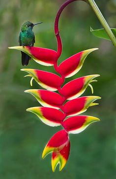 a hummingbird sitting on top of a red flower next to a green and yellow plant