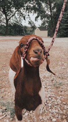 a brown and white goat standing on top of a gravel field next to trees with its tongue hanging out