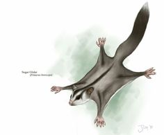 an animal that is flying through the air with it's tail extended and eyes open