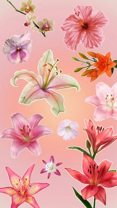 a bunch of flowers that are on a pink background