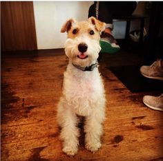 a small white dog sitting on top of a wooden floor