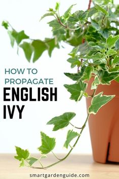 a potted plant with the words how to propagate english ivy