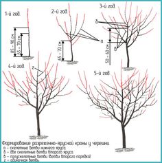 four different types of trees with red leaves and the corresponding branches are shown in three different directions