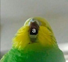 a green and yellow bird with the letter a on it's face