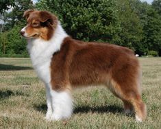 a brown and white dog standing on top of a grass covered field with trees in the background