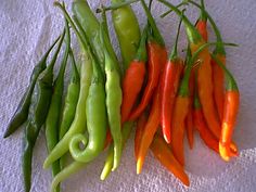 several peppers are lined up on a towel