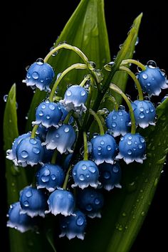 blue flowers with drops of water on them