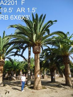 there is a man standing between two palm trees