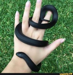 a woman's hand holding a black snake on top of her fingers in the grass