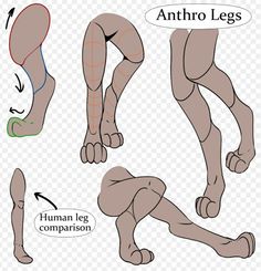 the anatomy of an animal's legs and feet, with different angles to show