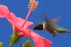 a hummingbird hovers near a pink flower on a sunny day with blue sky in the background