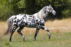 a black and white spotted horse galloping in a field