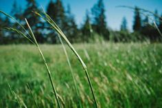 the tall grass is green and ready to be picked up from the tree line in the field