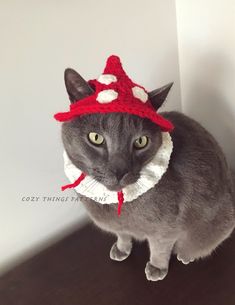 a gray cat wearing a red and white crocheted gnome hat on top of it's head