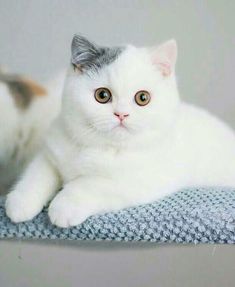 two white cats laying on top of a blue and gray blanket next to each other