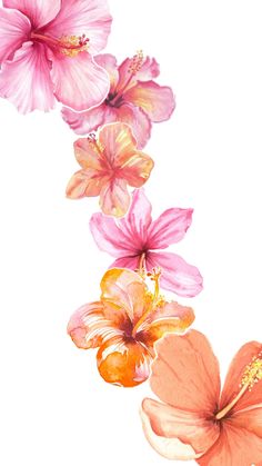 three pink and orange flowers on a white background