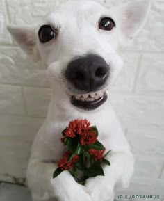 a small white dog holding a red flower