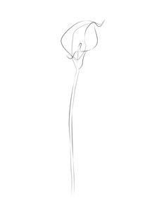 Calla Lily Line Tattoo, Calla Lily Drawing Simple, Single Line Calla Lily Tattoo, Flower Tattoos Simple Minimalist, Calla Lily Line Drawing, Single Line Lily Tattoo, Linear Tattoos For Women Minimalist, One Line Floral Tattoo, Contour Tattoo Line Drawings