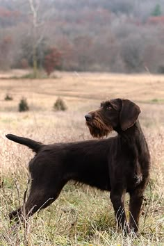 a brown dog standing on top of a dry grass covered field next to a forest