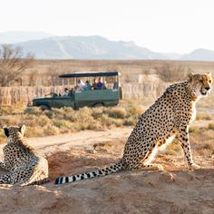 two cheetah are sitting in the dirt near a vehicle and people on a safari