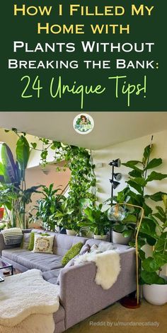 a living room with plants in it and the text how i filled my home with plants without breaking the bank 24 unique tips