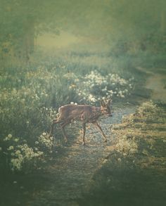 a deer is walking down a path in the grass and flowers, with trees behind it