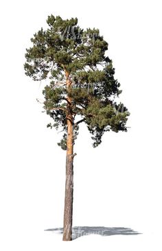 a single pine tree on a white background