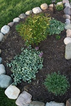 a garden with rocks and plants in the center, surrounded by mulchy grass