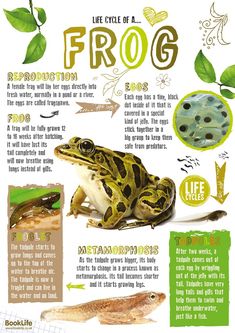 the frog life cycle is shown in this poster, with information about how to use it