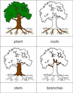 four different types of trees that are labeled in the following words, including leaves and branches