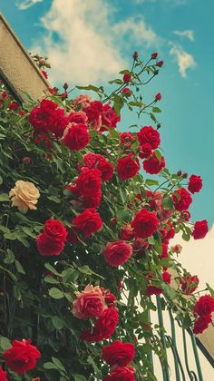 red and white roses growing on the side of a building with blue skies in the background