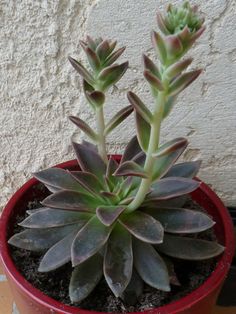 a small plant in a red pot on a tile floor next to a white wall