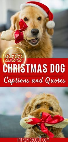 a dog wearing a santa hat and holding a bone in its mouth with the caption 25 christmas dog captions and quotes