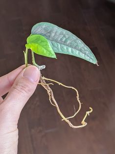 Wondering how to propagate pothos cuttings? Pothos propagation is easy, and I'm going to teach you how to propagate pothos in water, moss, and LECA so you never have to buy it again! Propagate Golden Pothos, Golden Pothos Propagation, Propagating Pothos In Soil, Pothos Propagation Soil, Blue Plants