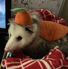 an oposs is wearing a carrot hat