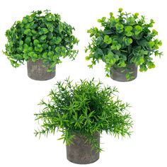 three potted plants with green leaves are shown on a white background, one is in the shape of a ball