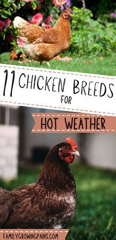 Florida Chicken Coop, Raising Chickens In Florida, Chicken Coops For Hot Climates, Hot Weather Chicken Coop, Hot Climate Chicken Coop, Chickens In Arizona, Astrolorps Chicken, Best Chickens For Kids, Wellsummer Chickens