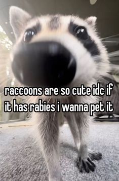 a raccoon is looking up at the camera