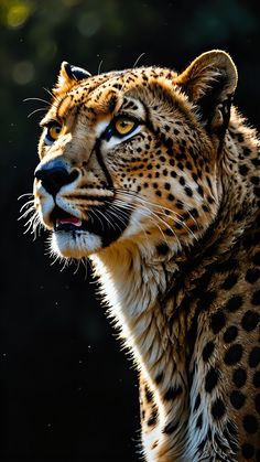 a close up of a cheetah's face with trees in the background