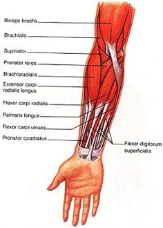 the muscles are labeled in red and white, with their names on each armband