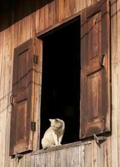 a white cat sitting in the window of a wooden building with shutters open and looking out