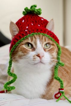 an orange and white cat wearing a knitted strawberry hat