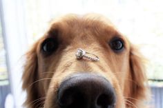 a close up of a dog's nose with a diamond ring on its nose