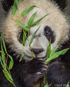 a panda bear eating bamboo leaves in its enclosure